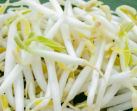 短绿豆芽（新农村）